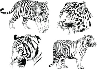 a set of vector drawings of various predators , tigers and lions, drawn in ink by hand, realistic for the logo