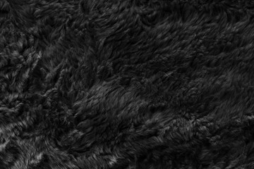Black real wool with a darktop texture background, dark natural sheep wool, gray seamless cotton, fluffy fur texture for designers, close-up grey wool rug