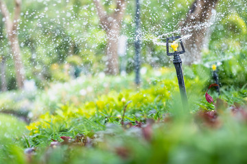 Amazing nature view of sprinkler on blurred greenery background in garden and sunlight with copy space using as background natural green plants landscape, ecology, fresh wallpaper concept. - obrazy, fototapety, plakaty