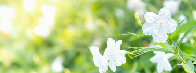 Amazing nature view of white leaf on blurred greenery background in garden and sunlight with copy space using as background natural green plants landscape, ecology, fresh wallpaper concept.