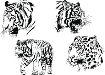 a set of vector drawings of various predators , tigers and lions, drawn in ink by hand, realistic for the logo