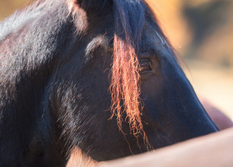 Beautiful black horse, close up head portrait
