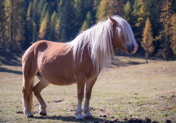 Beautiful shaggy horse at summer sunny day