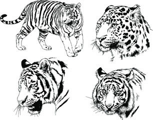 a set of vector drawings of various predators , tigers and lions, drawn in ink by hand, realistic for the logo