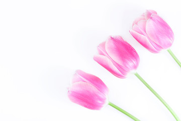 A bouquet of pink tulips is isolated on a white background. Congratulation concept card for Women's Day, mother's day, spring flowers, banner, greeting. Copy space