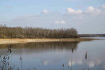 Fototapeta premium Forest swamp during springtime natural reserve