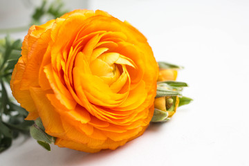 orange buttercup flower on white background