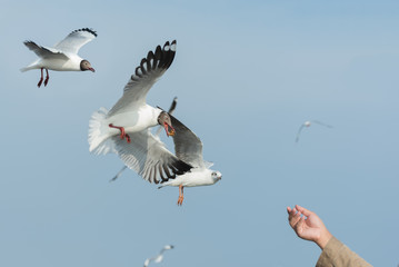Seagulls flying in the sky and man's hand feeding seagull birds.