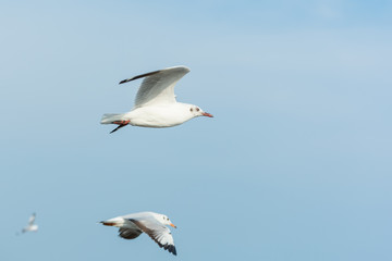 Fototapeta na wymiar Seagulls flying in the sky