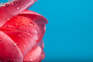  three red tulips on a blue background copyspace