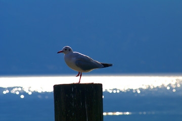 seagull on post,wildlife, animal, nature, white,bird, gull, sea,