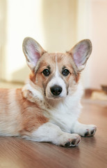 portrait of a cute puppy of a red Corgi dog with big ears lying on a wooden floor in a Sunny Golden light