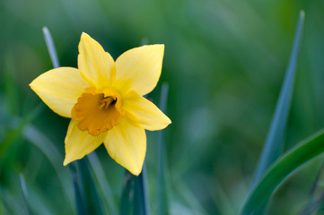 close-up of a wild yellow flower .copy space