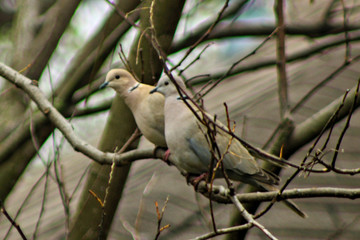 Doves