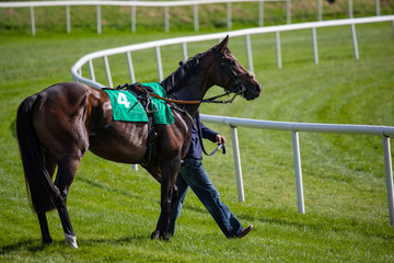Racing steward Walking a race horse to the starting gate on the race track