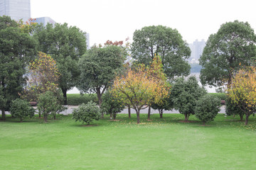 Beautiful  landscape with trees Trees in public park