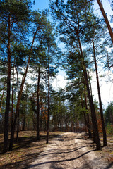Beginning of spring in pine forest