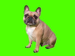 Cute french bulldog dog on chroma key green screen looking at camera