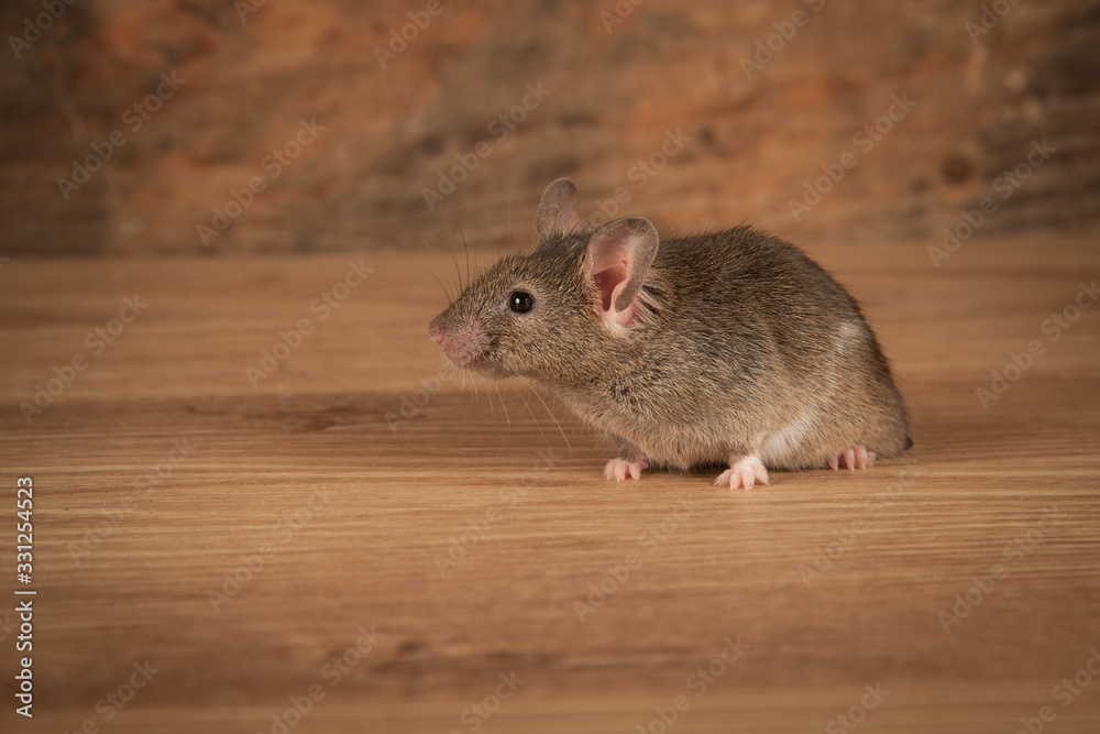Poster a small mouse has just emerged from a hole in the floor and is a profile portrait looking left. Copy space surrounds the mouse
