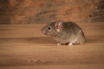 a small mouse has just emerged from a hole in the floor and is a profile portrait looking left. Copy space surrounds the mouse