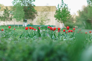 Red tulips on a green flowerbed