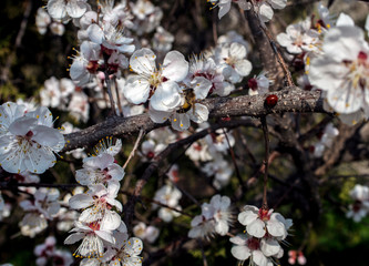 Spring, apricot blossom, Sakura. The foreground and background are blurred.