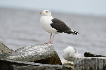 Mantelmöwe (Larus marinus)	an der Ostsee