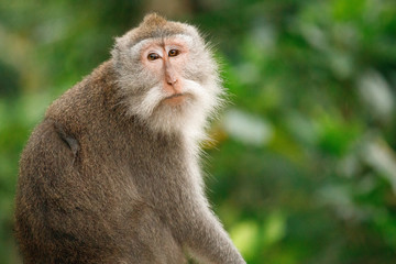 Long-tailed macaque in Sacred Monkey Forest, Ubud, Indonesia