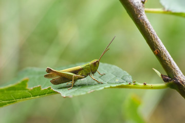 Little grasshopper in grass