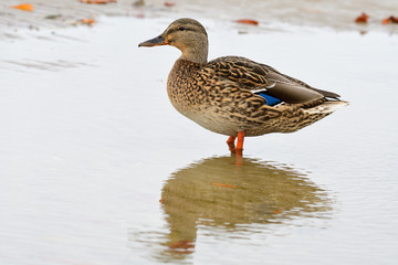 Stockente im Herbst an der Ostsee