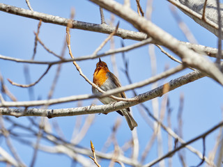 European robin, Erithacus rubecula, perched in a tree, near Xativa, Spain