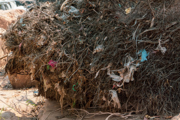 Plastic waste attached to tree roots