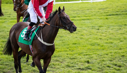 Race horse and jockey on the race track before a race