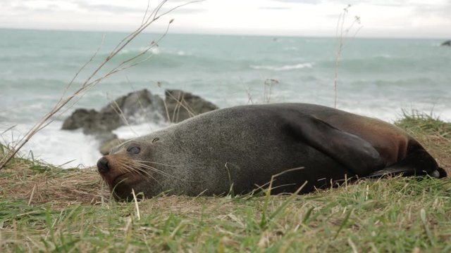 Robbe liegt auf Wiese an der K&uuml;ste