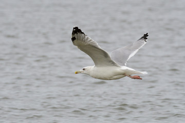 Sturmmöwe (Larus canus) im Herbst an der Ostsee