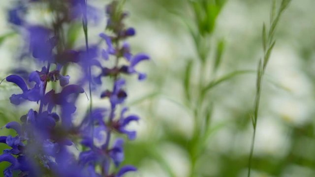 Blauer G&uuml;nsel in Wiese: Focus Pull vom Vorder- zum Hintergrund, HD, 59,94 fps