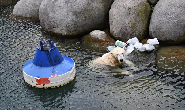 Polar bear (Ursus maritimus), swimming in a pond.