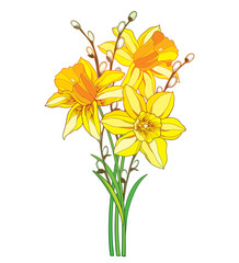 Bouquet with outline yellow narcissus or daffodil flower and willow branch isolated on white background.  - obrazy, fototapety, plakaty