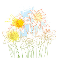 Fototapeta na wymiar Bouquet with outline narcissus or daffodil flowers and leaves in pastel yellow and blue isolated on white background. 