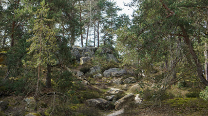 Rochers forêt de Fontainebleau France