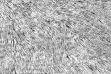 White real wool with a white top texture background, light natural sheep  wool, white seamless cotton, fluffy fur texture for designers, close-up white wool rug