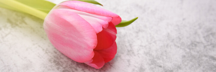 Tulip are bright, fresh, pink on a light gray background close-up.