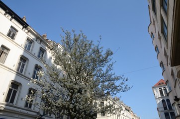 Fototapeta na wymiar Residential buildings in Brussels