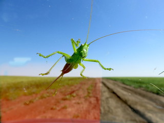 Grasshopper on the windshield of a car against the background of blue sky and fields.