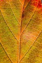 Autumn Leaf Macro