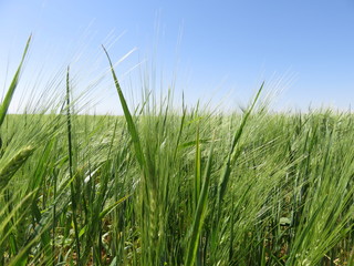 Green ears of cereals ripen under the southern sun