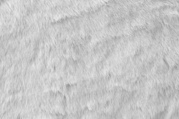 White real wool with a white top texture background, light natural sheep  wool, white seamless cotton, fluffy fur texture for designers, close-up white wool rug