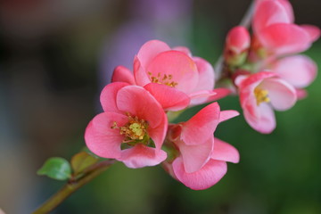 Fototapeta na wymiar Tree blossom - close up