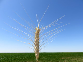 Mature Golden ear of grain close-up against the background of blue sky and green endless field
