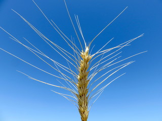 Mature Golden ear of grain close-up against the blue sky